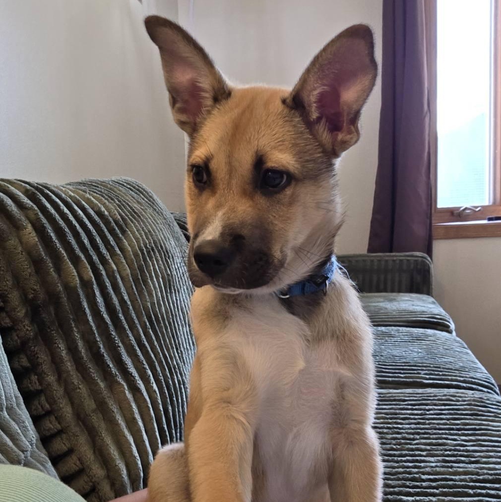 Chase (In Foster), a ADOPTABLE Mixed Breed in Watertown, WI image 3/6