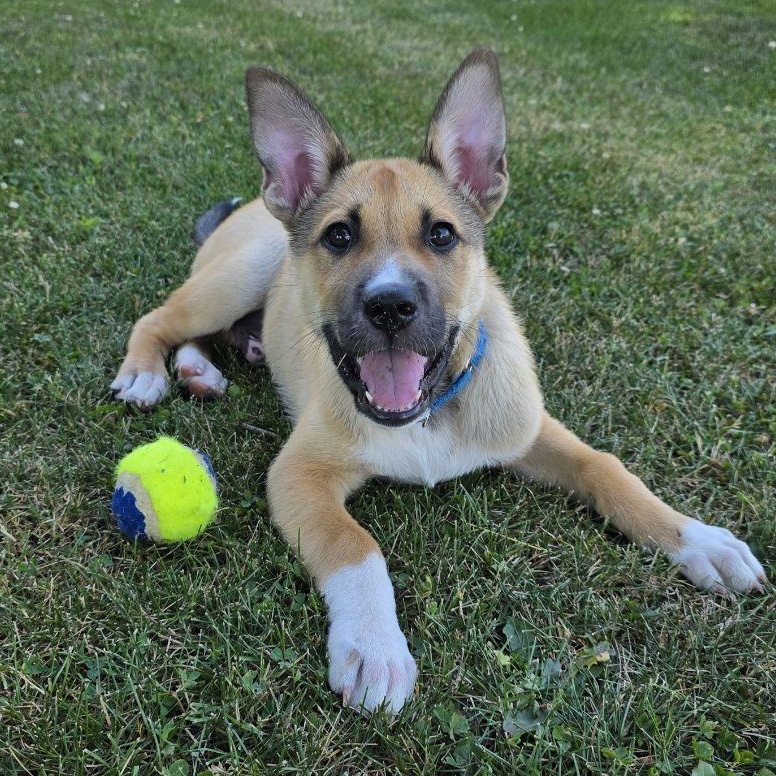 Chase (In Foster), a ADOPTABLE Mixed Breed in Watertown, WI image 2/6