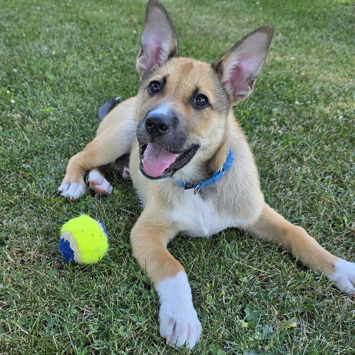Chase (In Foster), ADOPTABLE, Puppy Male Mixed Breed.