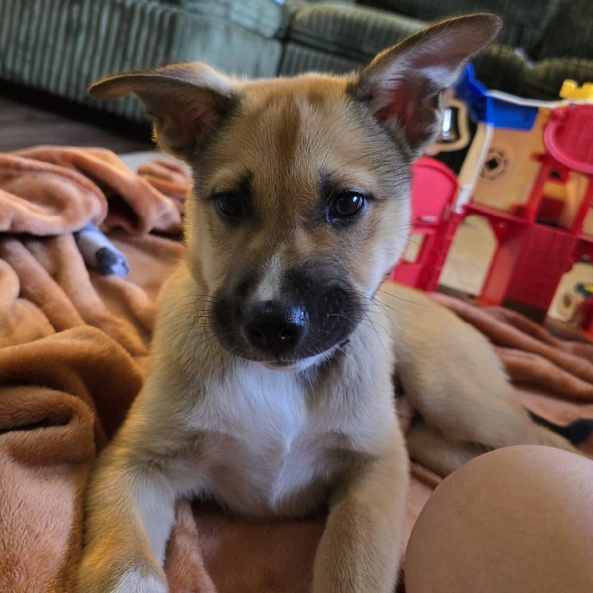 Chase (In Foster), a ADOPTABLE Mixed Breed in Watertown, WI image 4/6
