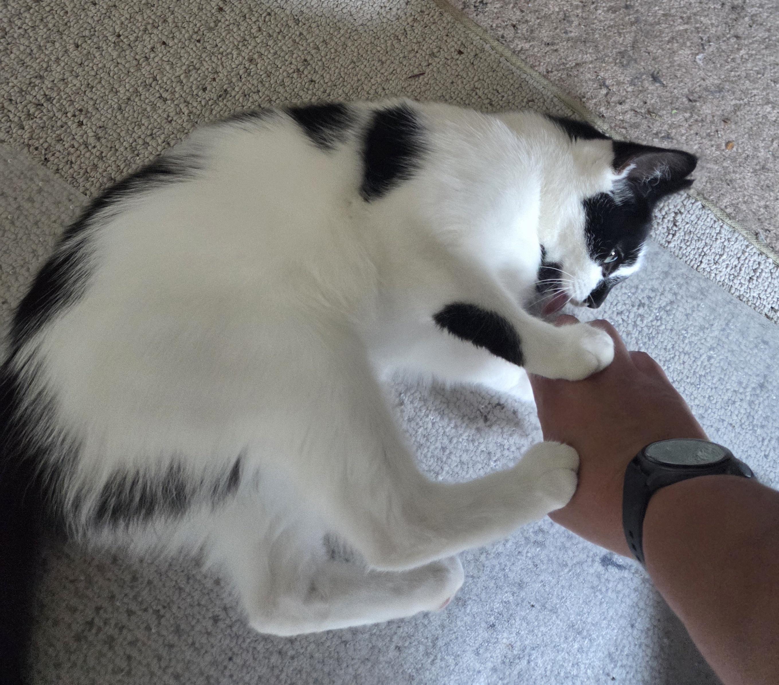 Enlarge Paws, a Adoptable Domestic Short Hair in Rochester, NY image 3/4