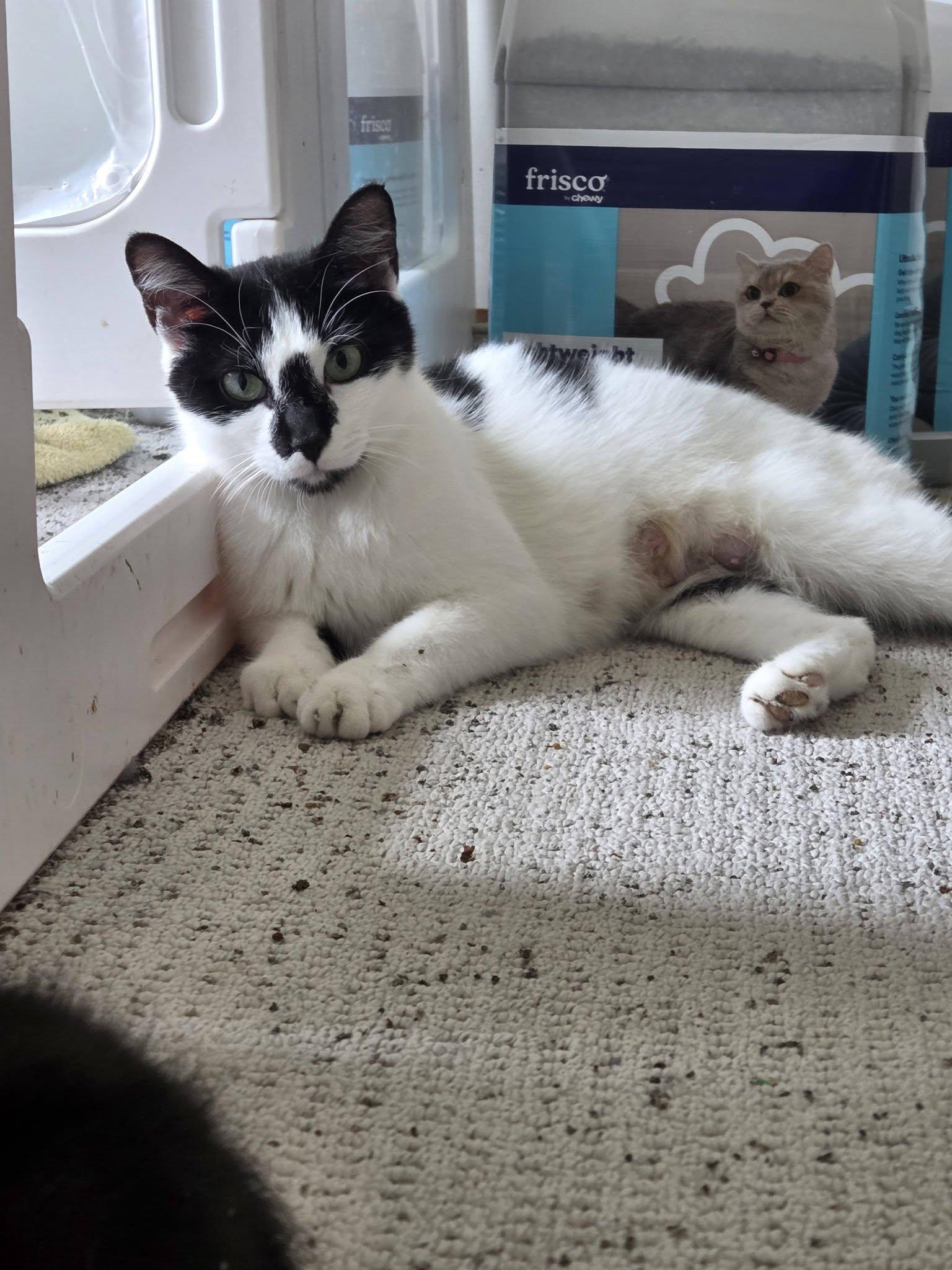 Enlarge Paws, a Adoptable Domestic Short Hair in Rochester, NY image 2/4