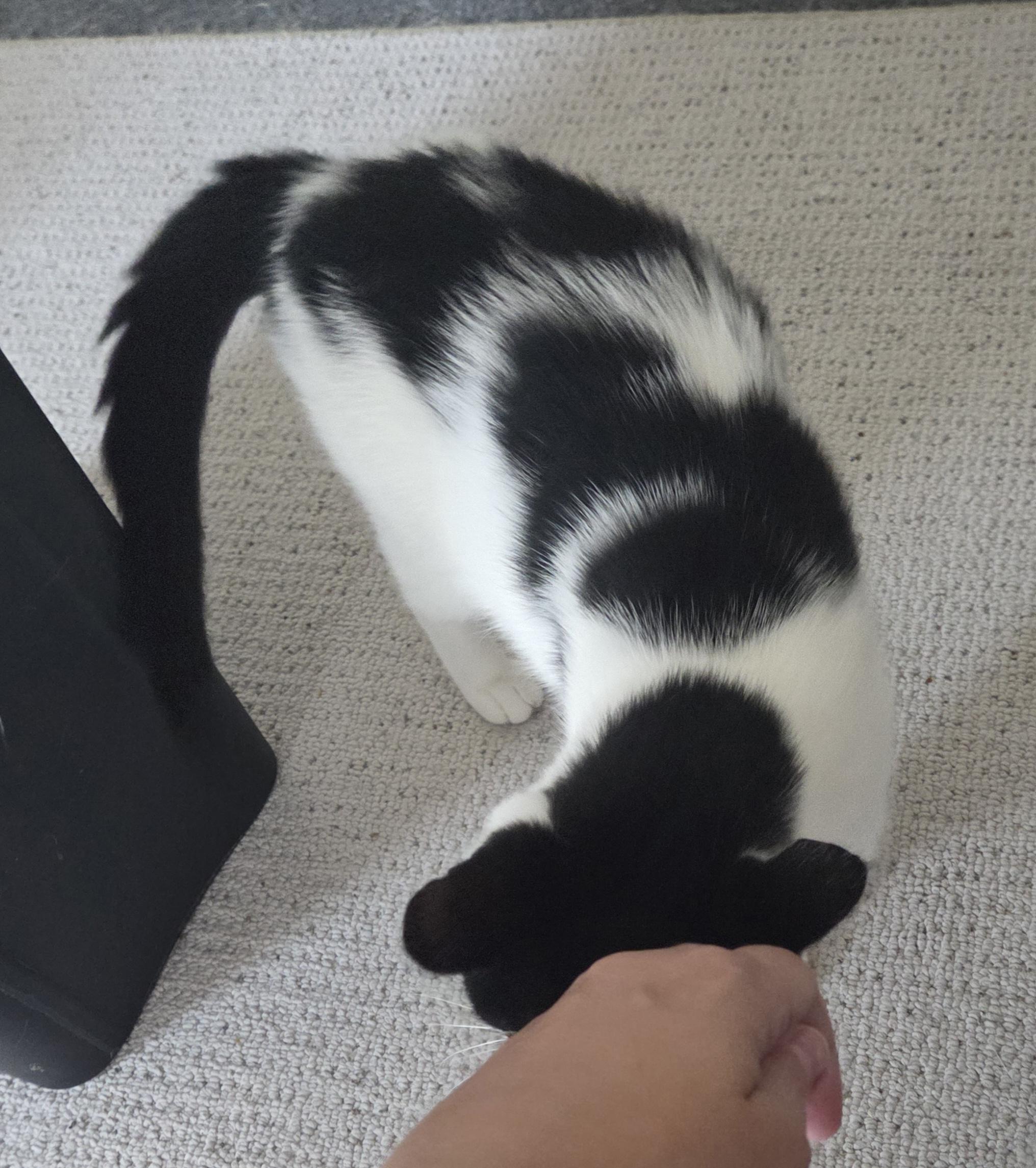 Enlarge Paws, a Adoptable Domestic Short Hair in Rochester, NY image 4/4