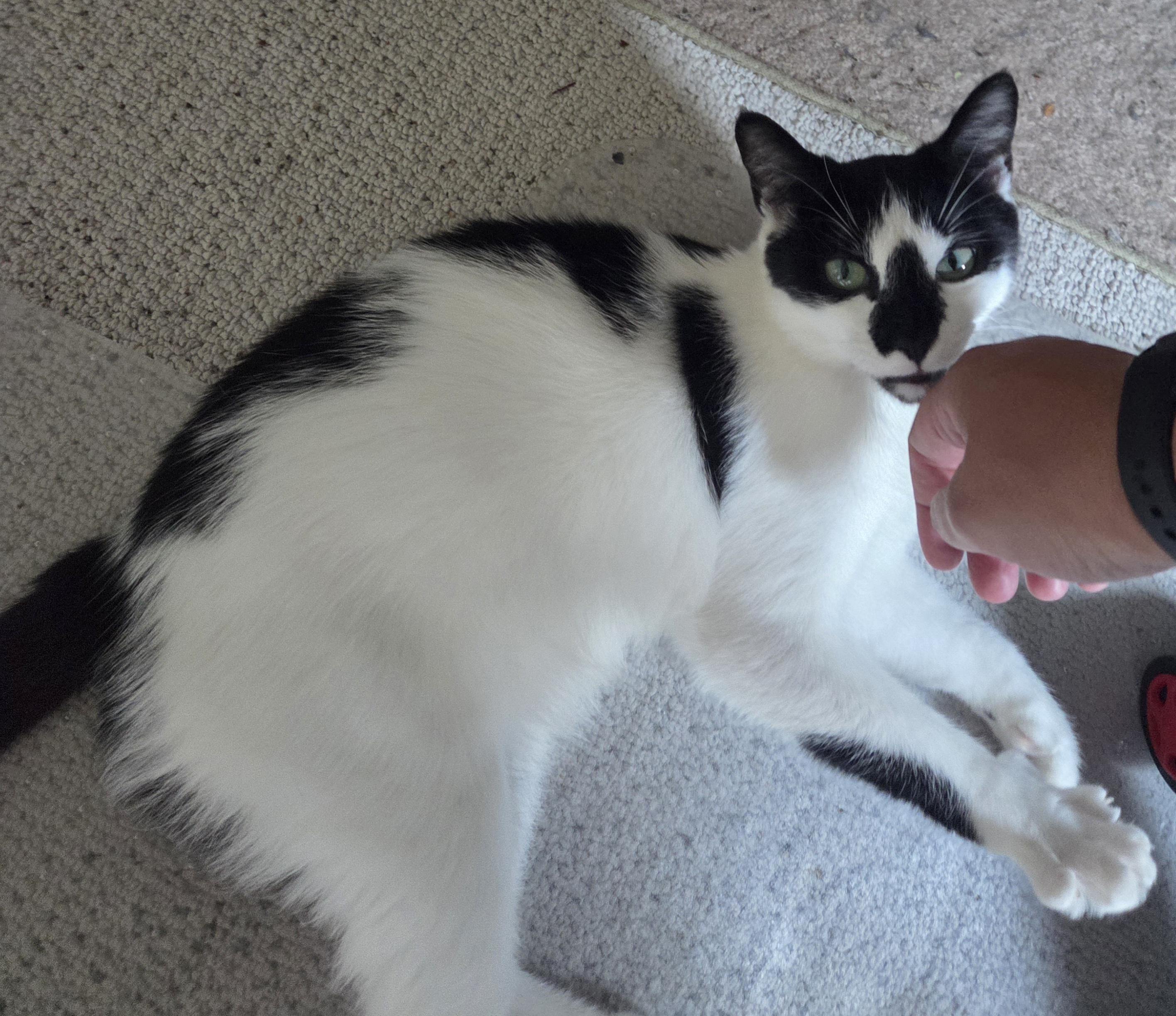 Enlarge Paws, a Adoptable Domestic Short Hair in Rochester, NY image 1/4