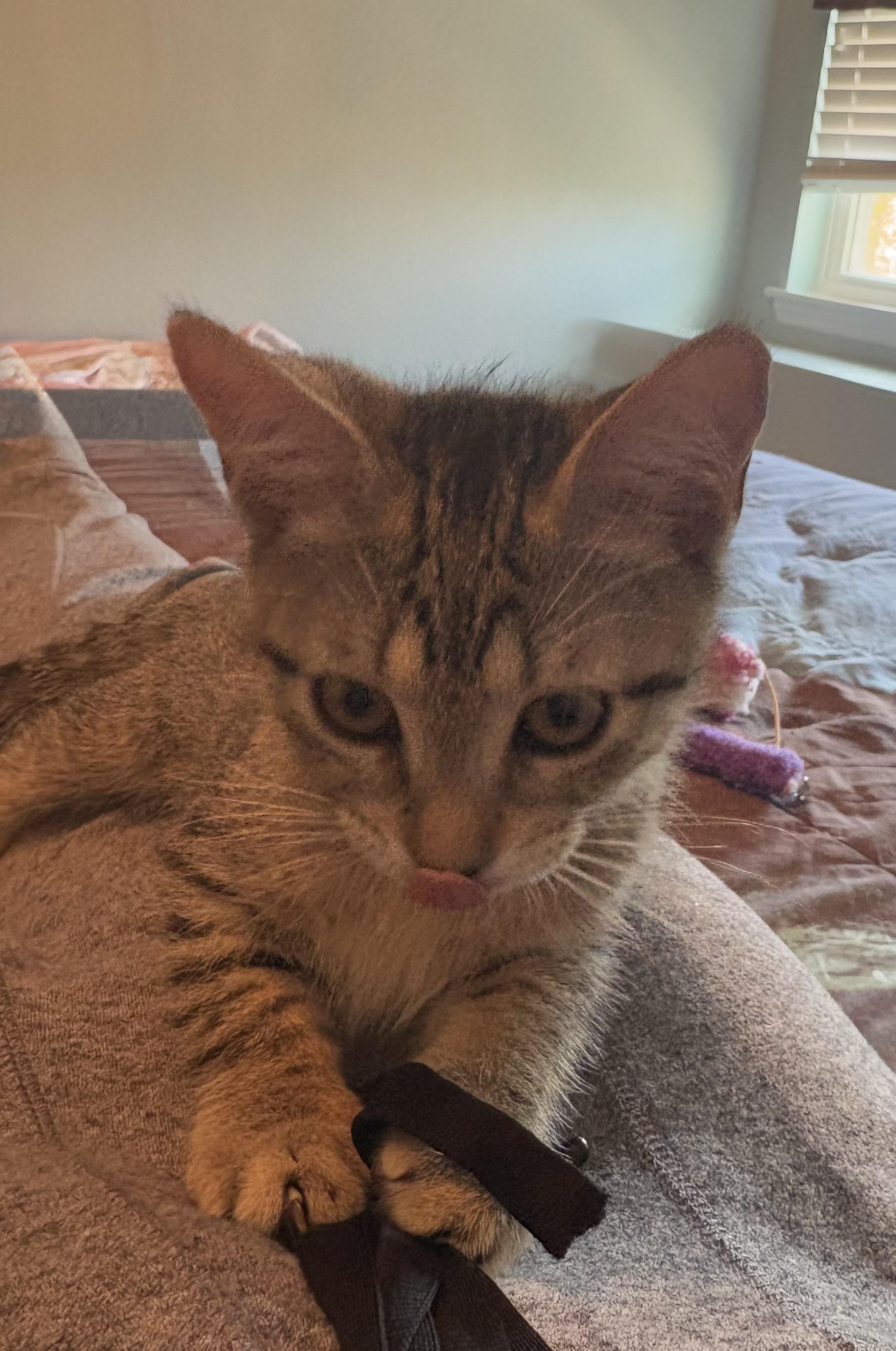 Lydia Deetz, Adopted, Young Female Domestic Short Hair.