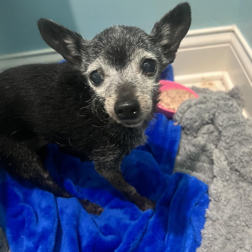 Smudge, Adoptable, Senior Male Chihuahua.