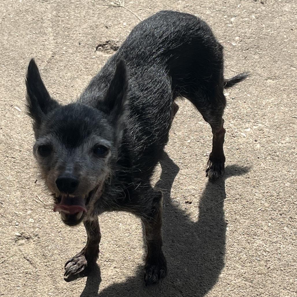 Enlarge Smudge, a Adoptable Chihuahua in Farmersville, OH image 2/2