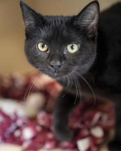 Soot, Adoptable, Kitten Female Domestic Short Hair & Domestic Short Hair.