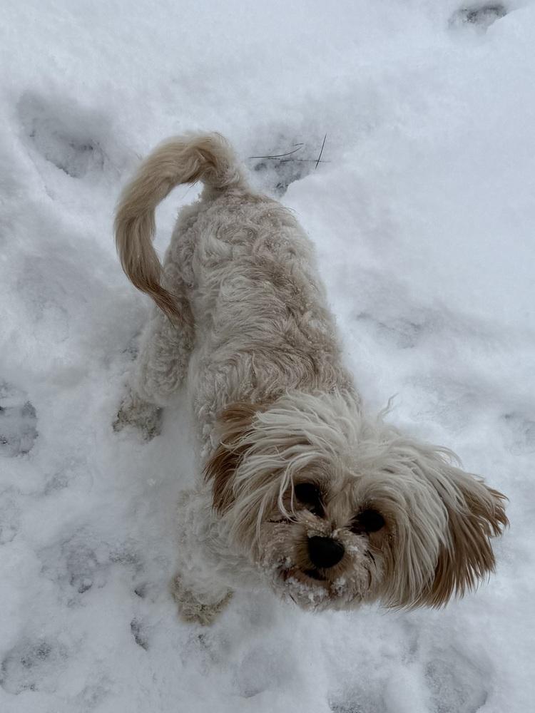 Lillian, Adoptable, Adult Female Maltese & Shih Tzu.