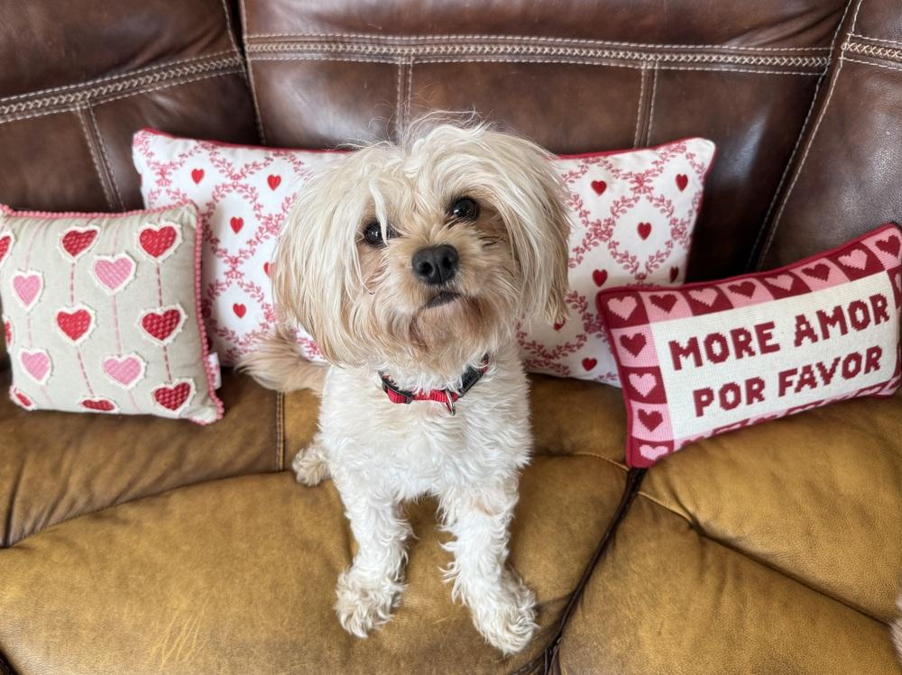 Enlarge Lillian, a Adoptable mixed breed in Evergreen, CO image 3/3