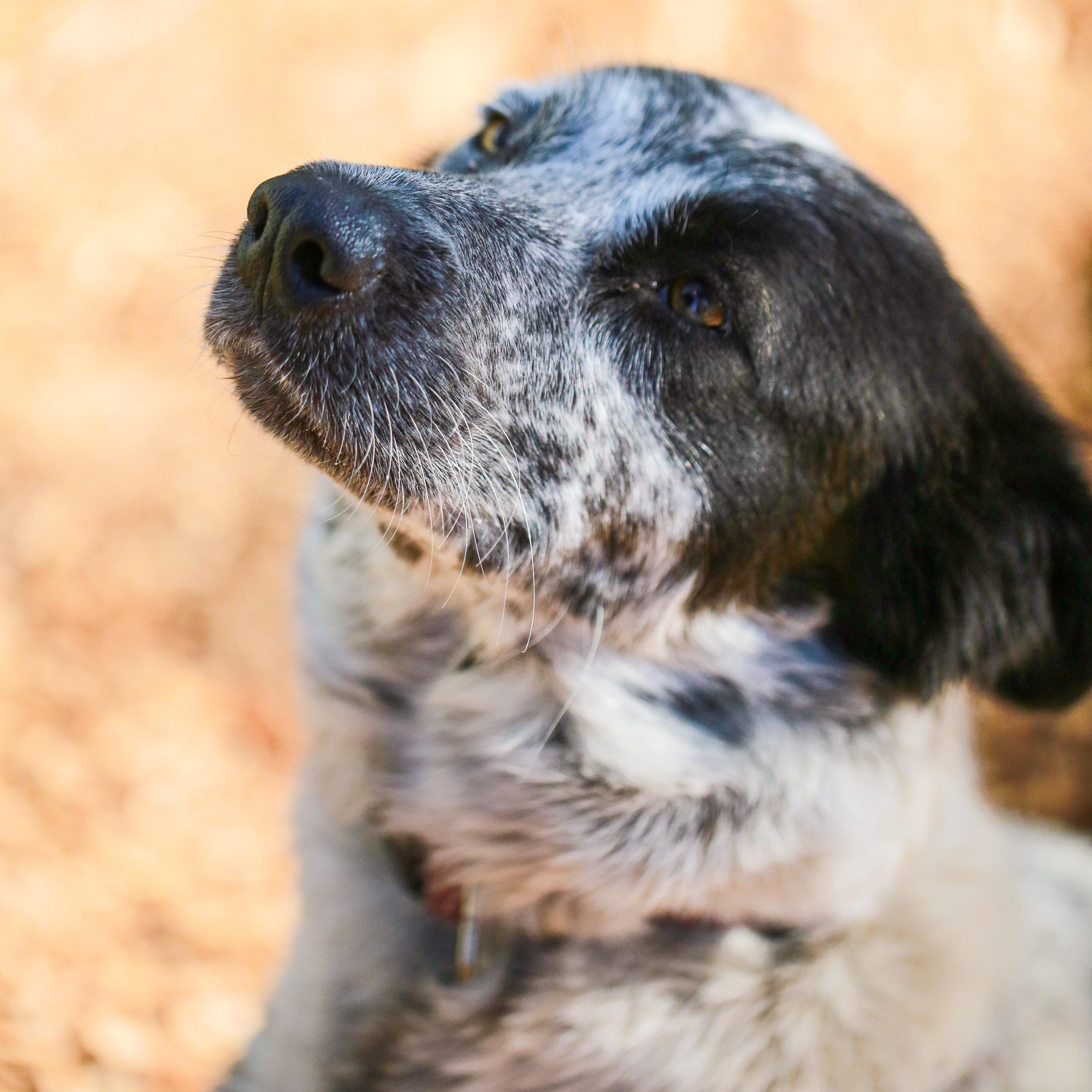 Skylee- Unique Beauty, ADOPTABLE, Adult Female Border Collie & Cattle Dog.