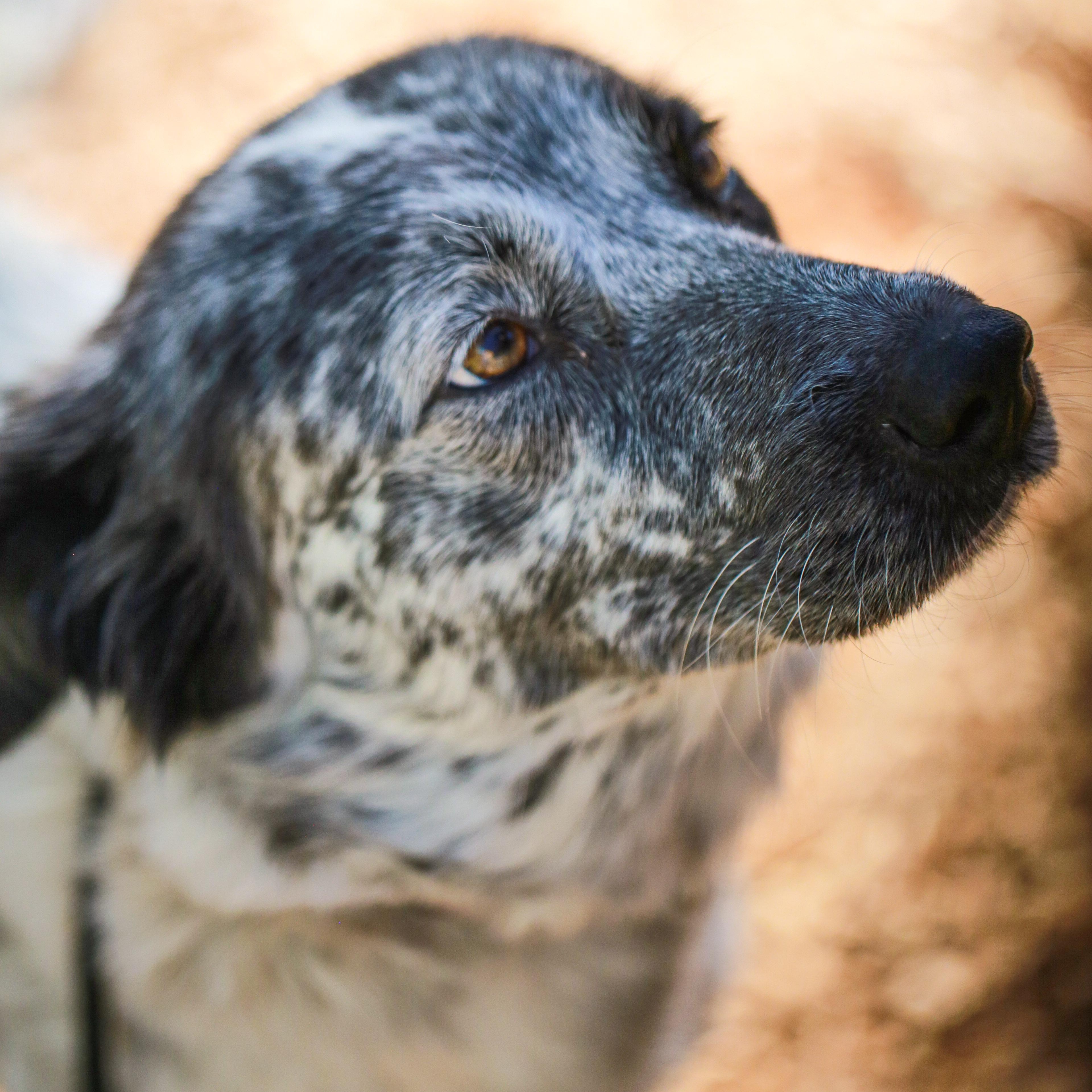 Enlarge Skylee- Unique Beauty, a ADOPTABLE mixed breed in Grass Valley, CA image 2/2