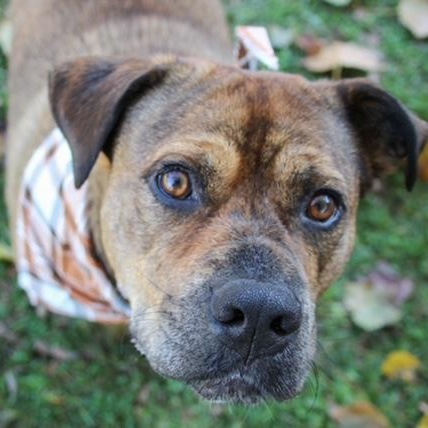 Enlarge Hoss, a ADOPTABLE mixed breed in CHURCHVILLE, NY image 1/6