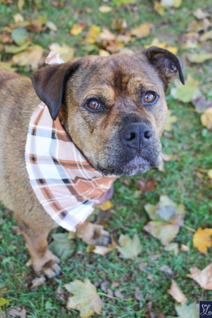 Enlarge Hoss, a ADOPTABLE mixed breed in CHURCHVILLE, NY image 4/6