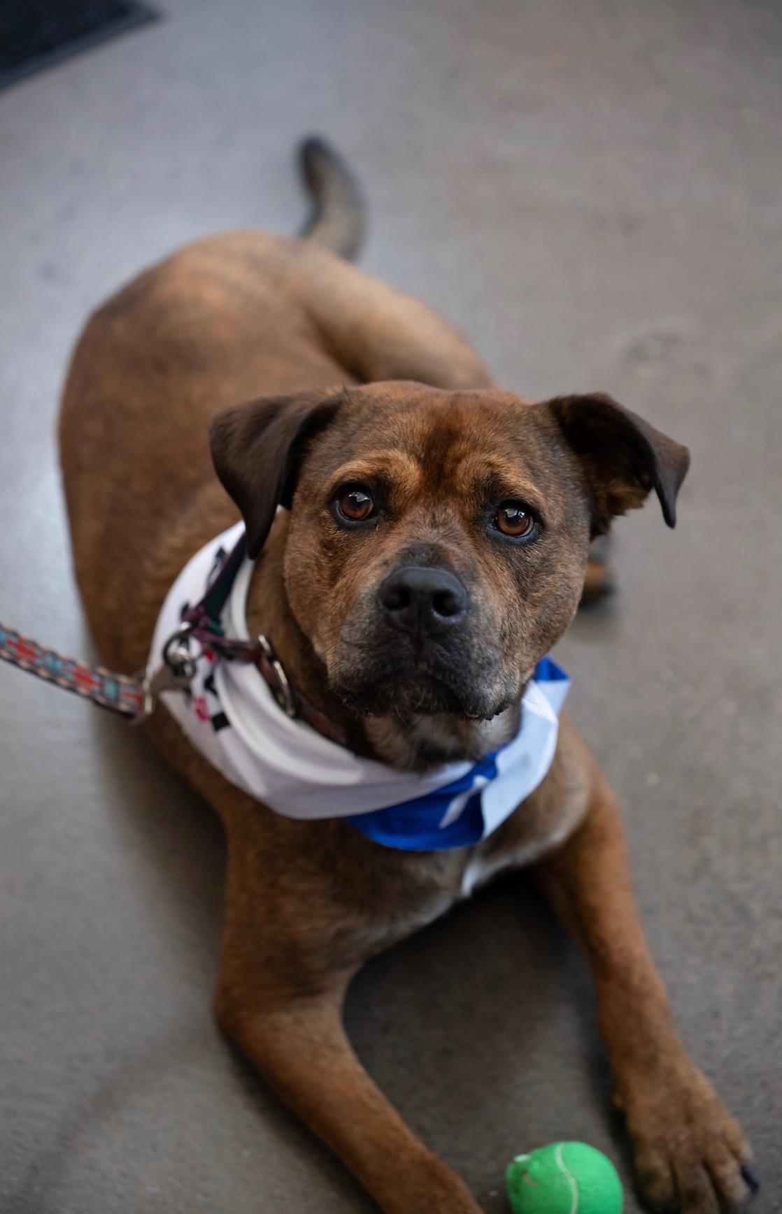 Hoss, ADOPTABLE, Adult Male Rottweiler.