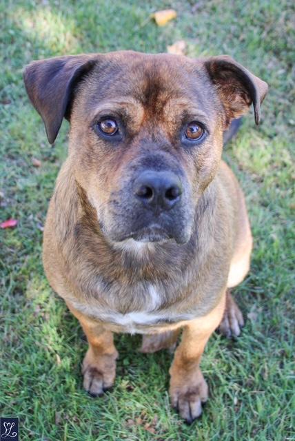 Enlarge Hoss, a ADOPTABLE mixed breed in CHURCHVILLE, NY image 3/6