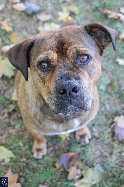 Enlarge Hoss, a ADOPTABLE mixed breed in CHURCHVILLE, NY image 6/6