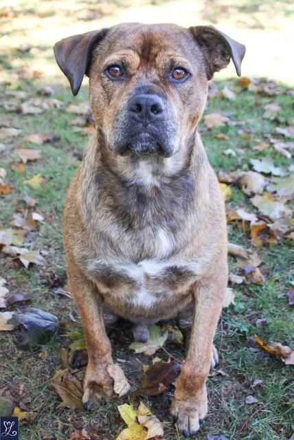 Enlarge Hoss, a ADOPTABLE mixed breed in CHURCHVILLE, NY image 5/6