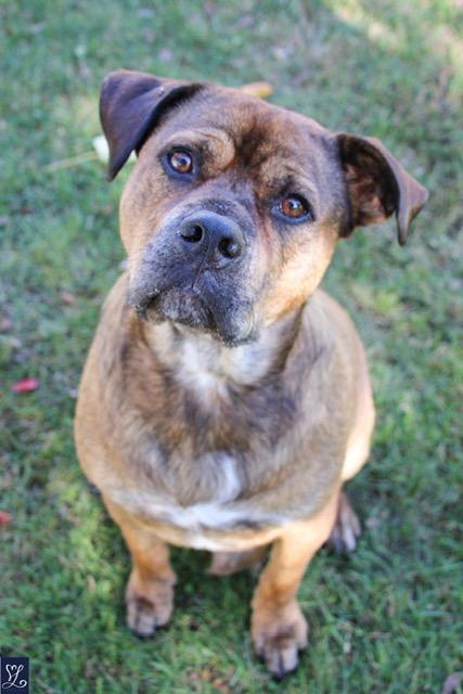 Enlarge Hoss, a ADOPTABLE mixed breed in CHURCHVILLE, NY image 2/6