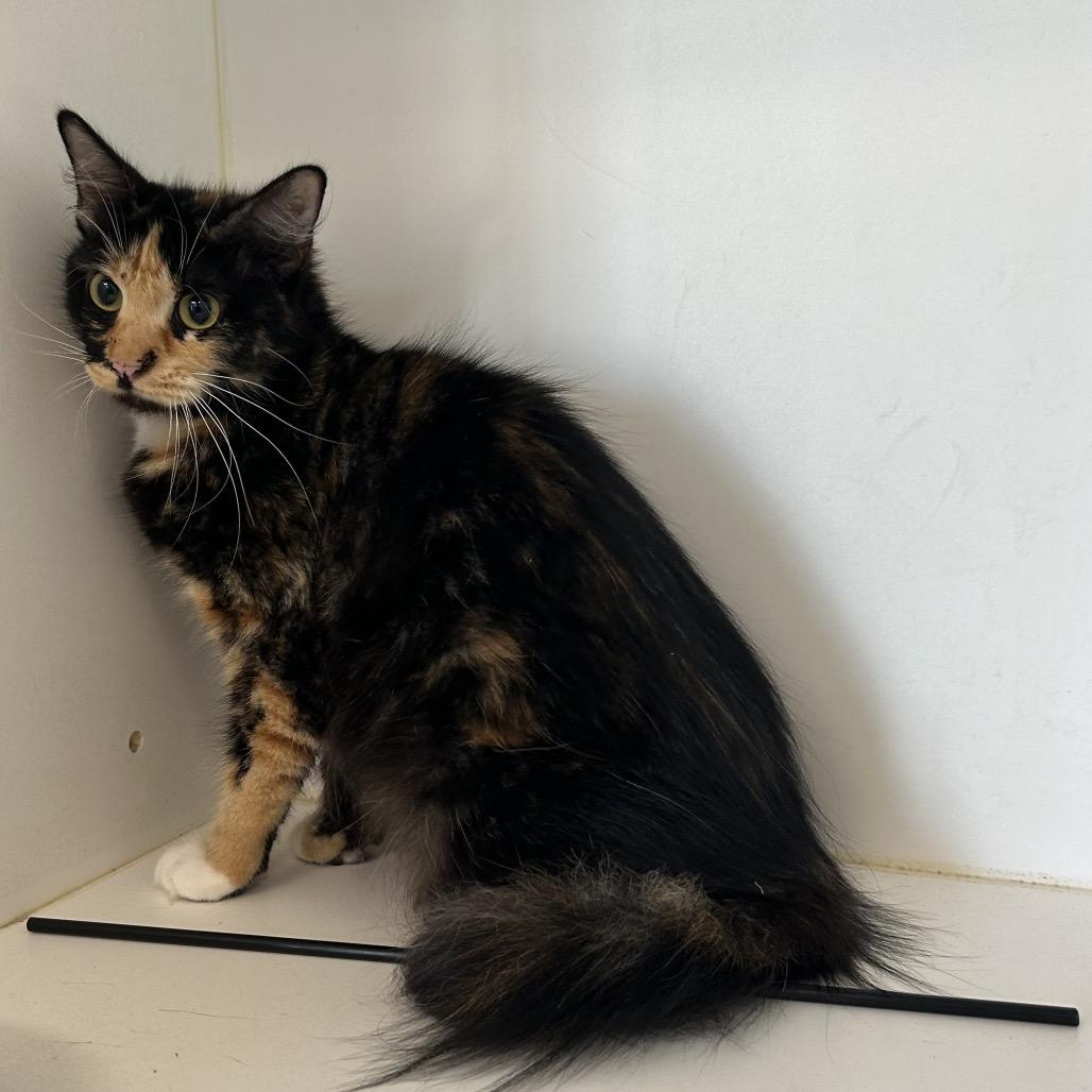 Enlarge Pumpkin Spice(C30), a Adoptable Domestic Short Hair in Portland, TX image 1/1