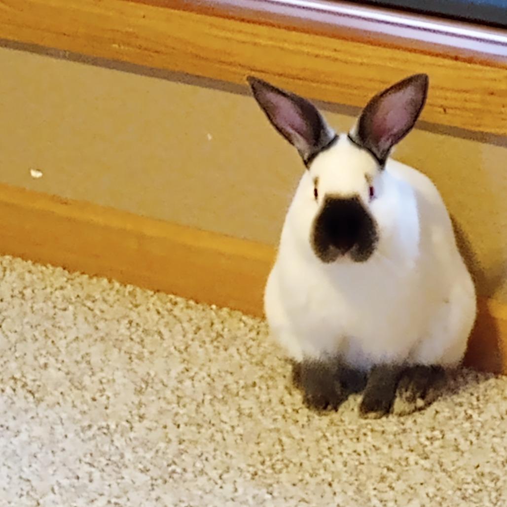 Summit, Adoptable, Baby Male Californian.