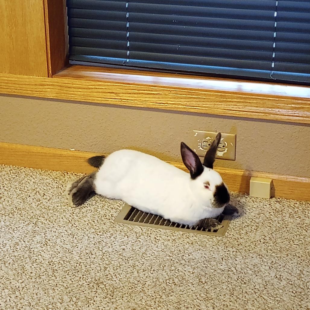 Summit, a Adoptable Californian in Waukesha, WI image 3/4