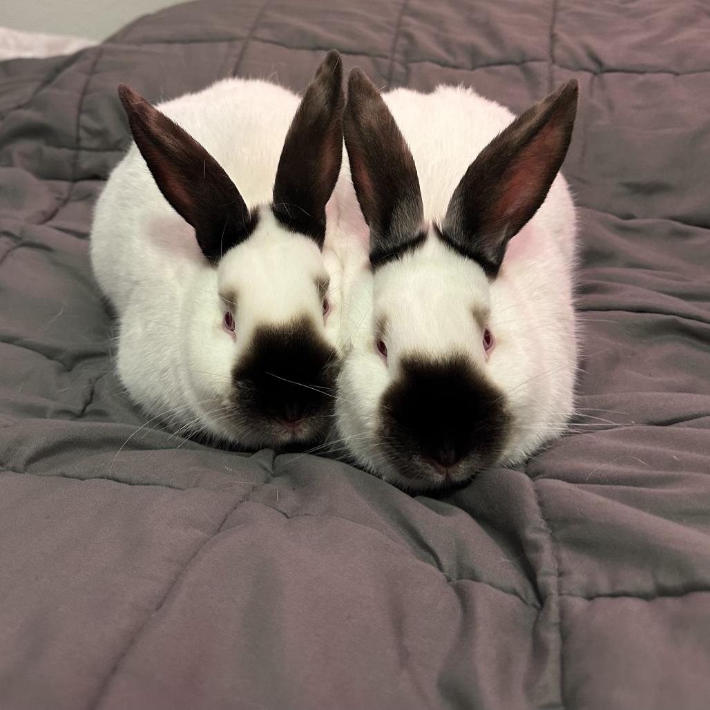 Summit, a Adoptable Californian in Waukesha, WI image 4/4