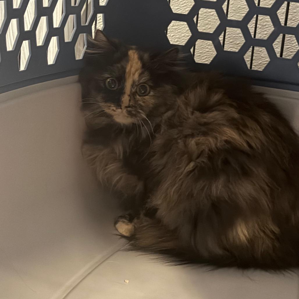 Enlarge Skeleton Key, a Adoptable Domestic Medium Hair in Rifle, CO image 1/1