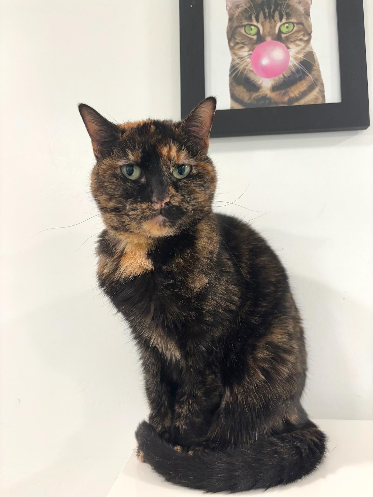 Rebel, Adoptable, Adult Female Domestic Short Hair.