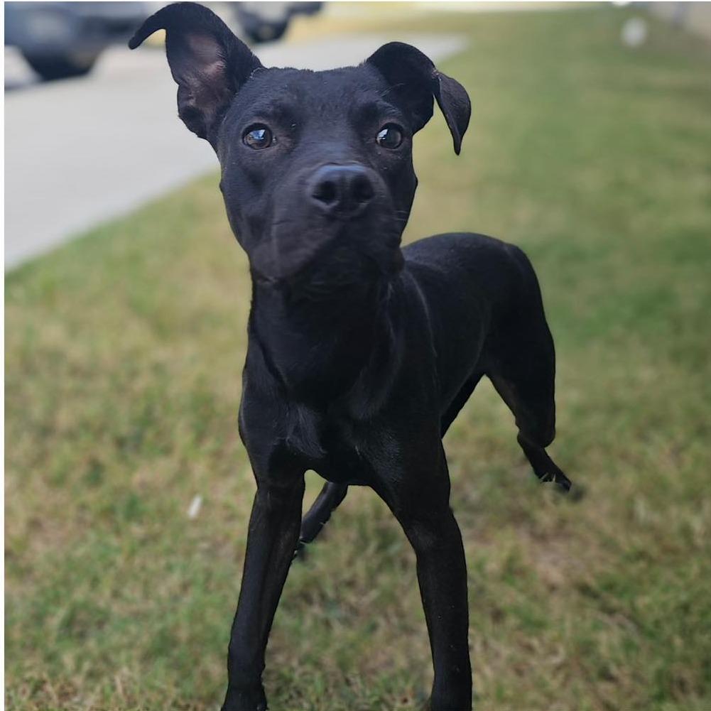 Enlarge LITTLE MAN  Available NOW - ADOPTION or RESCUE!, a Adoptable Mixed Breed in Nashville, NC image 1/3