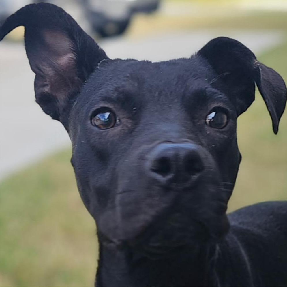 Enlarge LITTLE MAN  Available NOW - ADOPTION or RESCUE!, a Adoptable Mixed Breed in Nashville, NC image 2/3