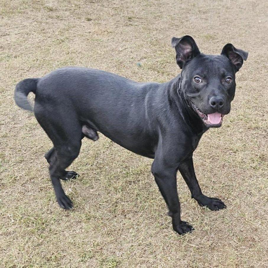 Enlarge LITTLE MAN  Available NOW - ADOPTION or RESCUE!, a Adoptable Mixed Breed in Nashville, NC image 3/3