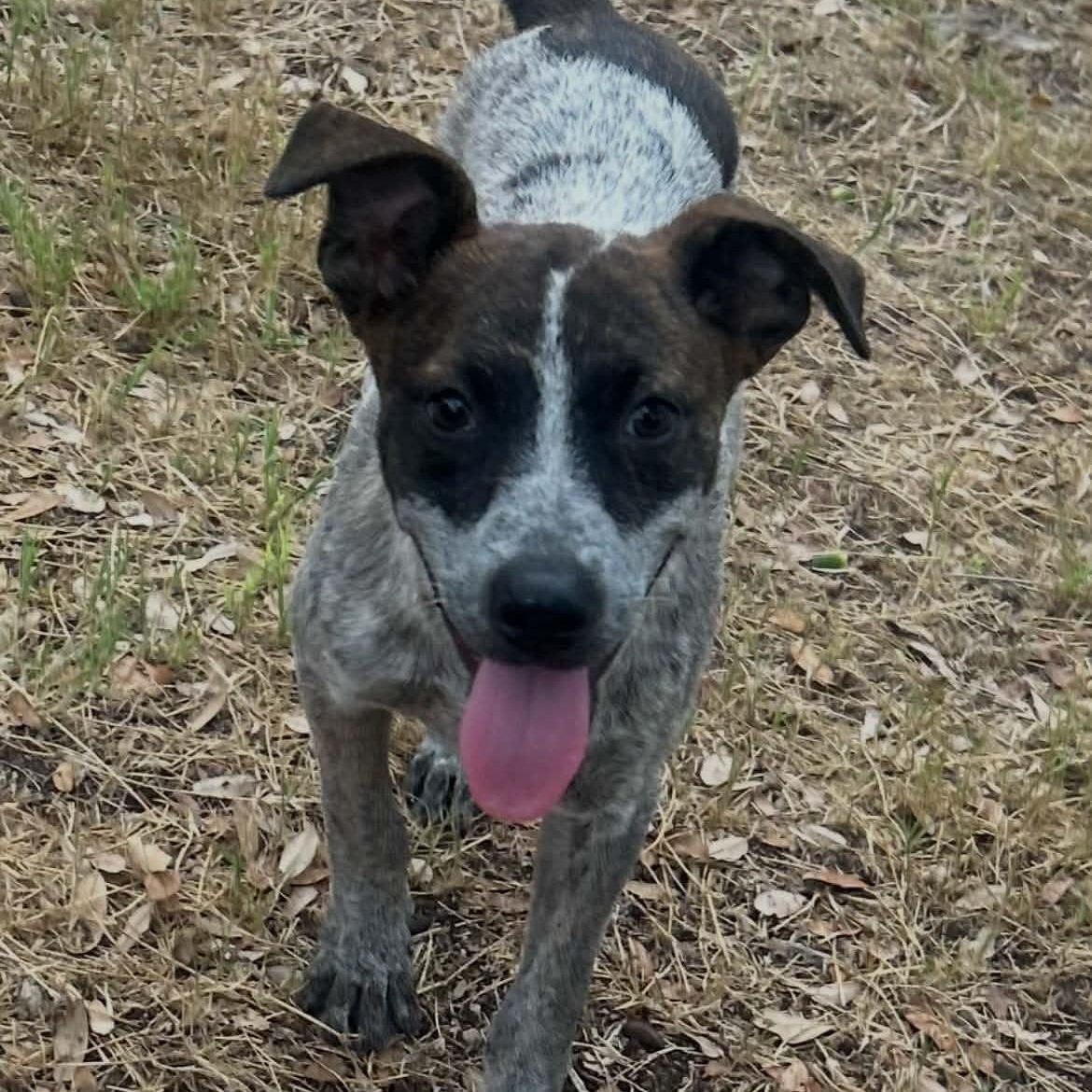 Enlarge Tilly, a Adoptable mixed breed in Moyock, NC image 1/6