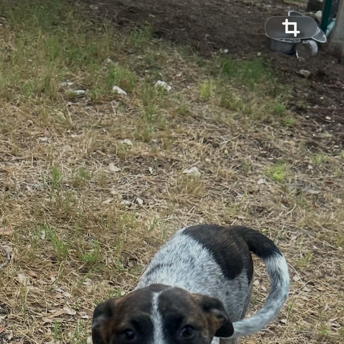Enlarge Tilly, a Adoptable mixed breed in Moyock, NC image 4/6