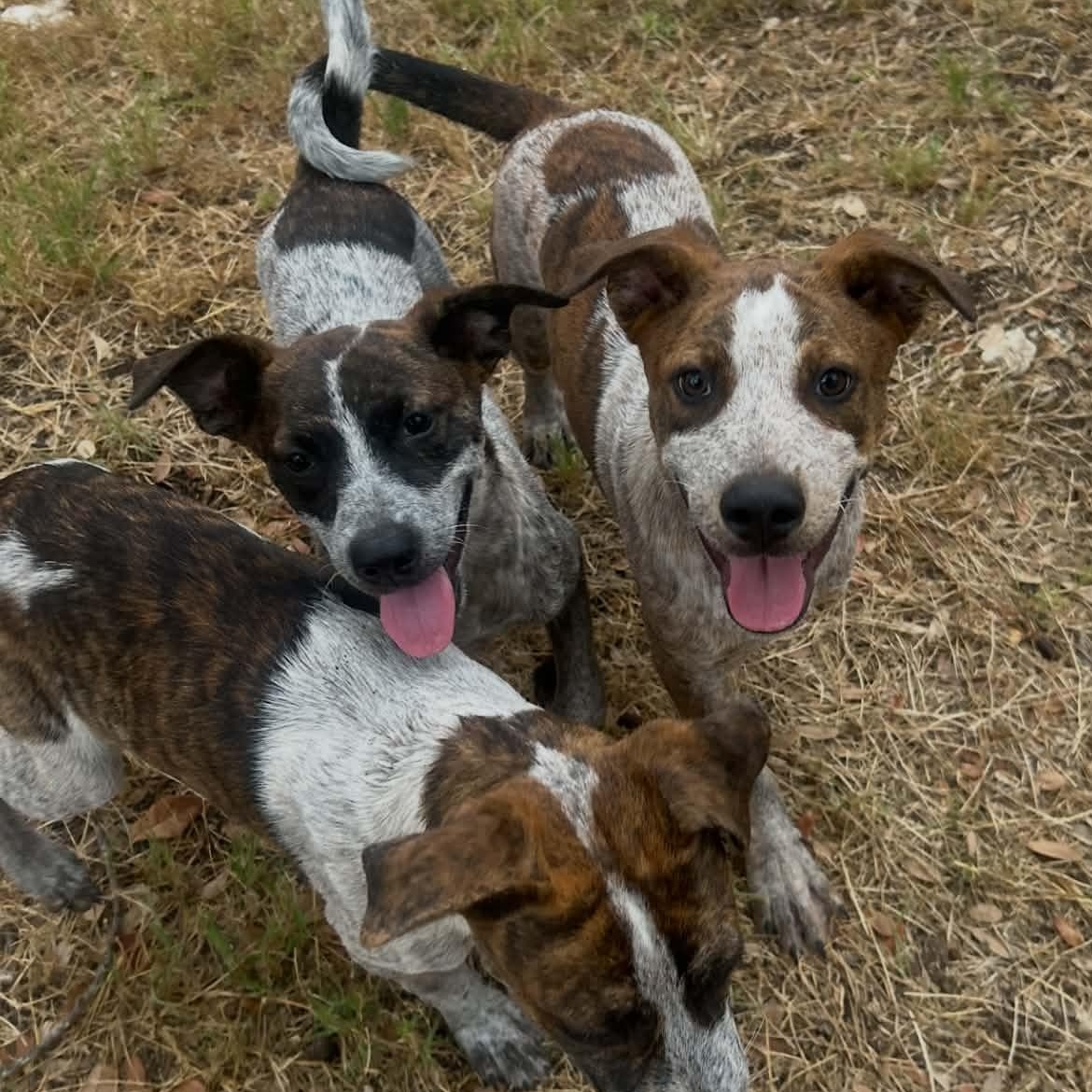 Enlarge Tilly, a Adoptable mixed breed in Moyock, NC image 5/6