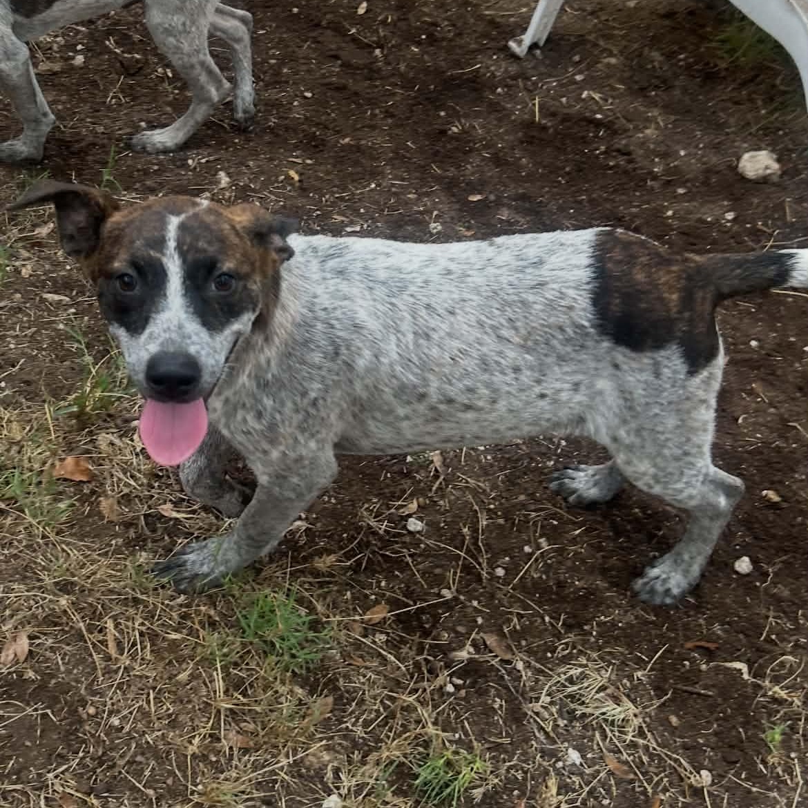 Enlarge Tilly, a Adoptable mixed breed in Moyock, NC image 3/6