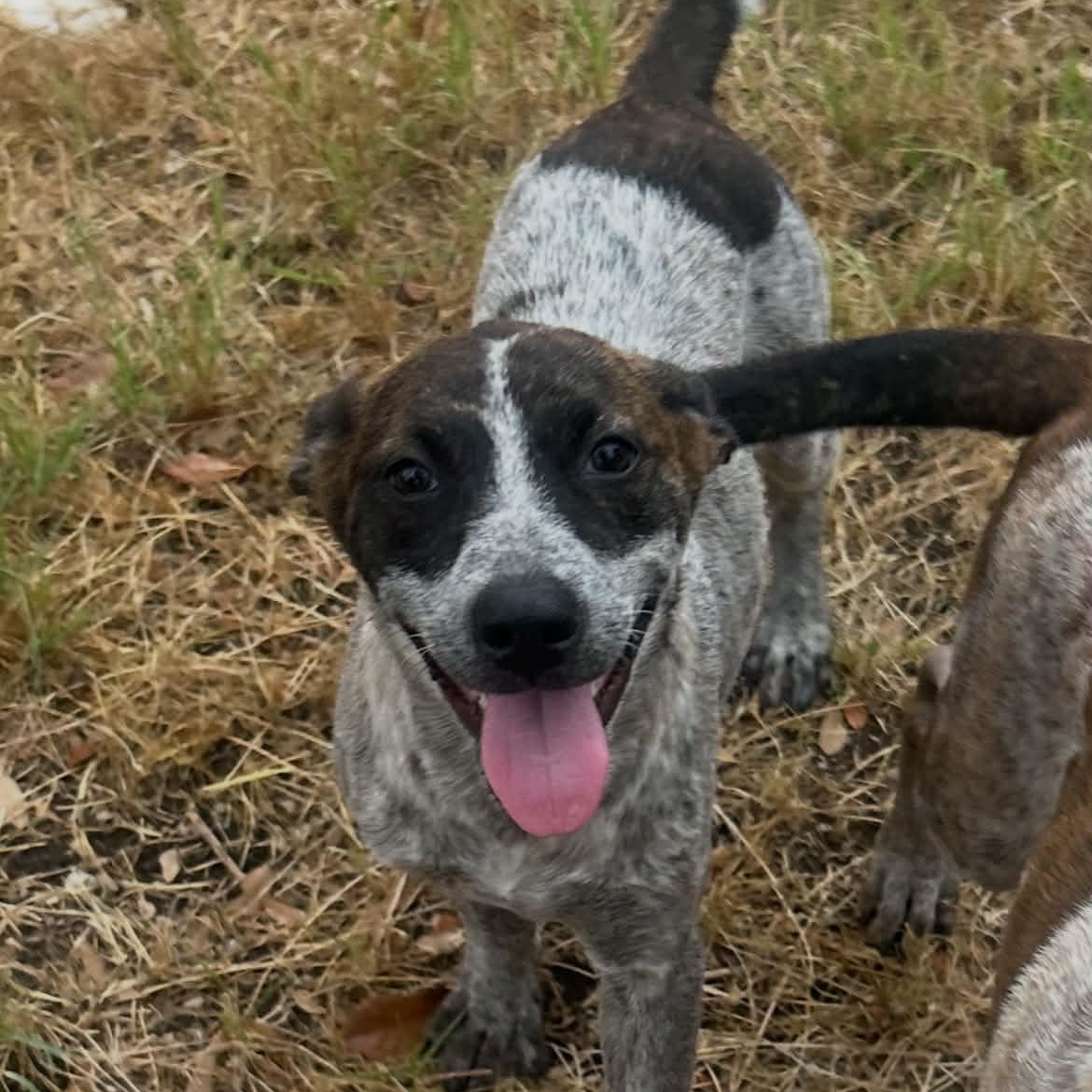 Enlarge Tilly, a Adoptable mixed breed in Moyock, NC image 2/6