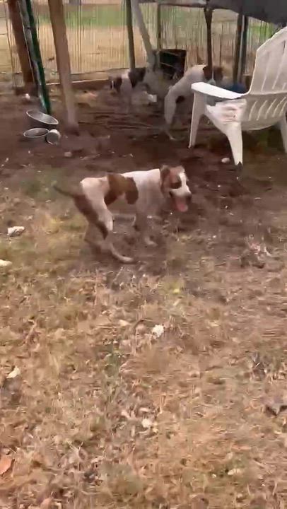 Enlarge Tilly, a Adoptable mixed breed in Moyock, NC video 6/6