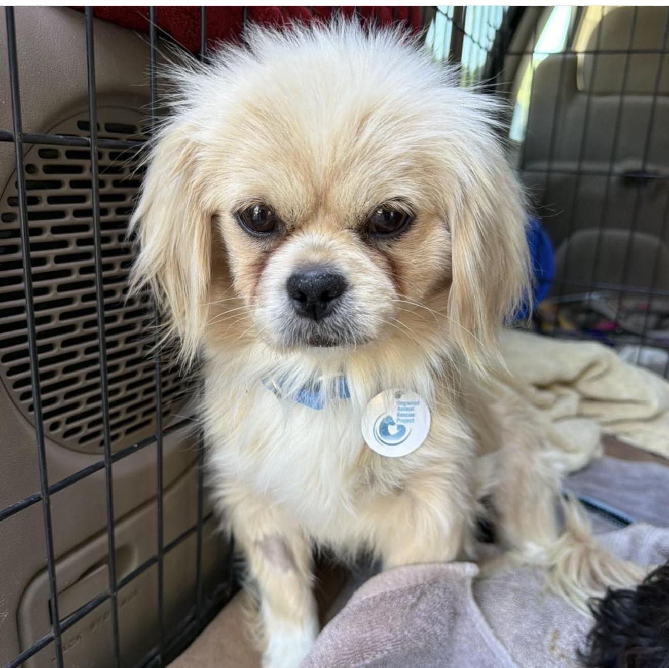Miso, adopted, Adult Female Pekingese.