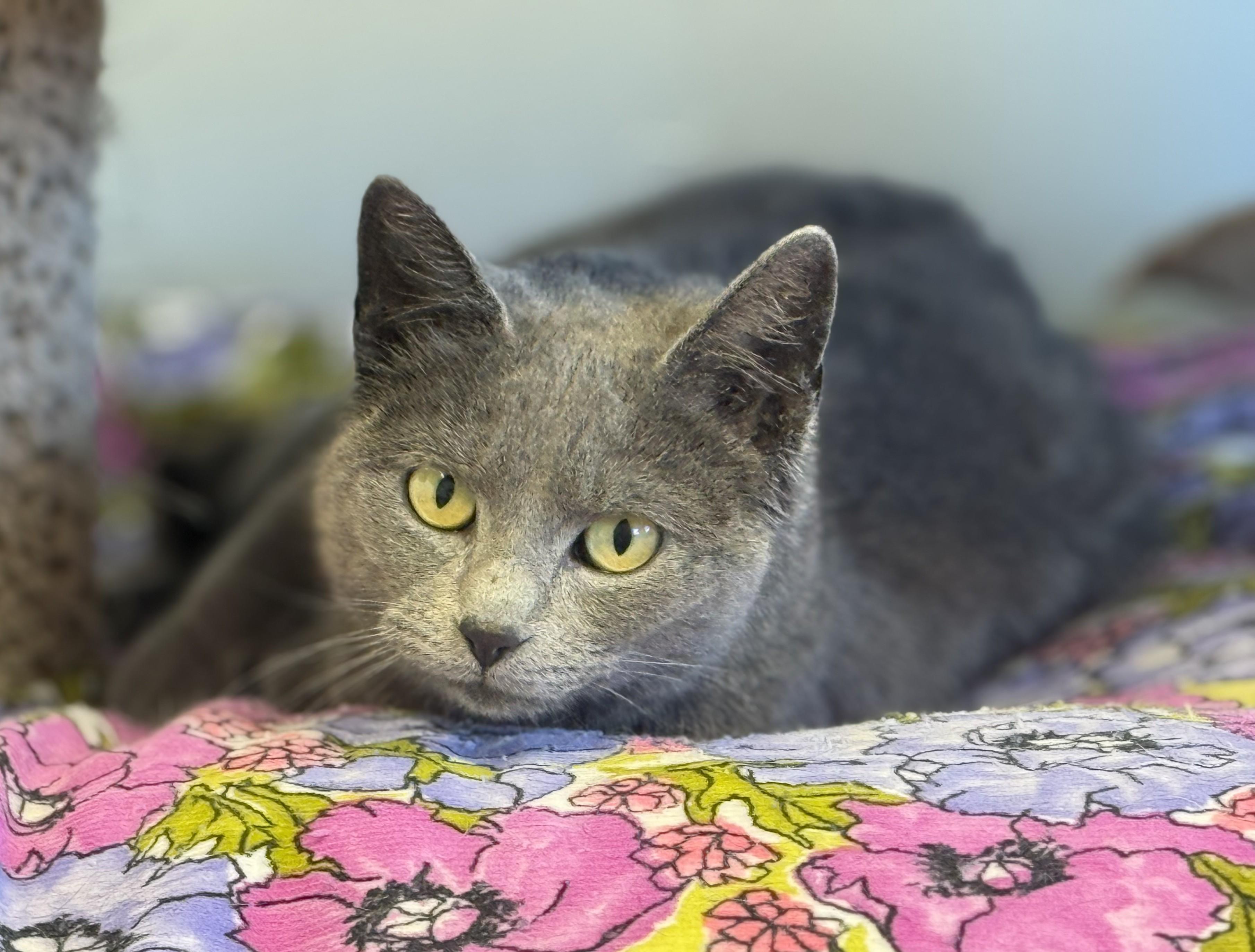 Enlarge Truffles, an adopted mixed breed in Pierre, SD image 1/1