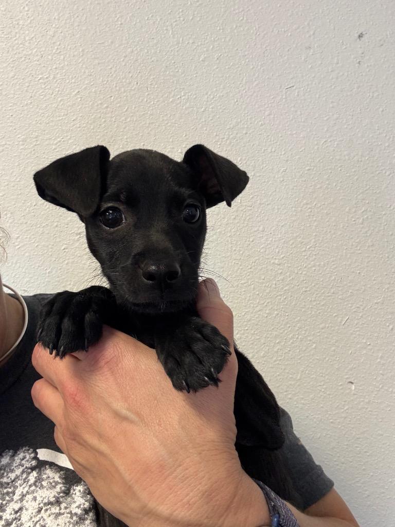 Missy, Adopted, Young Female Terrier.