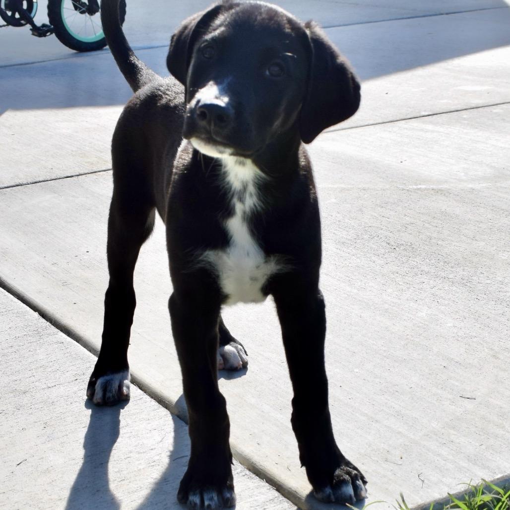 Stone, Adoptable, Puppy Male Border Collie.