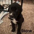 Enlarge Stone, a Adoptable Border Collie in West Richland, WA image 2/5
