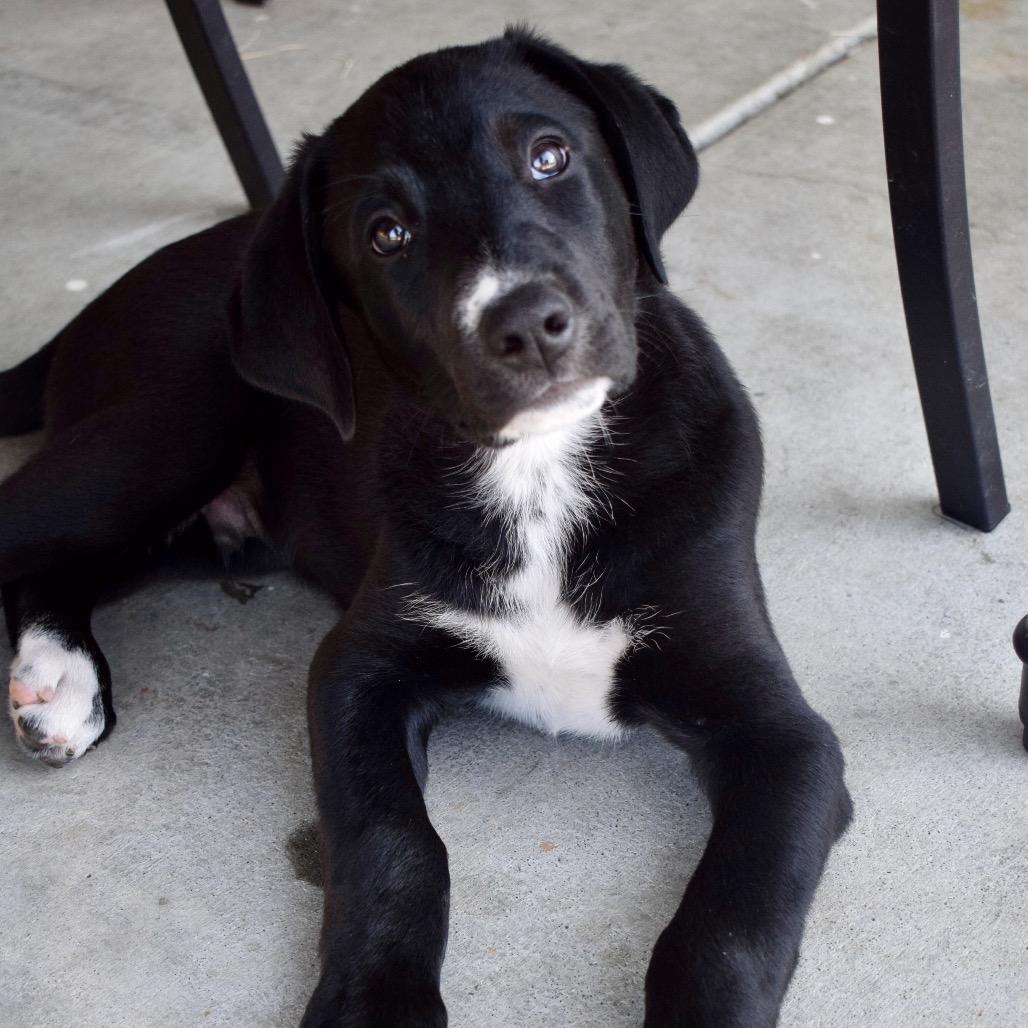 Enlarge Stone, a Adoptable Border Collie in West Richland, WA image 3/5