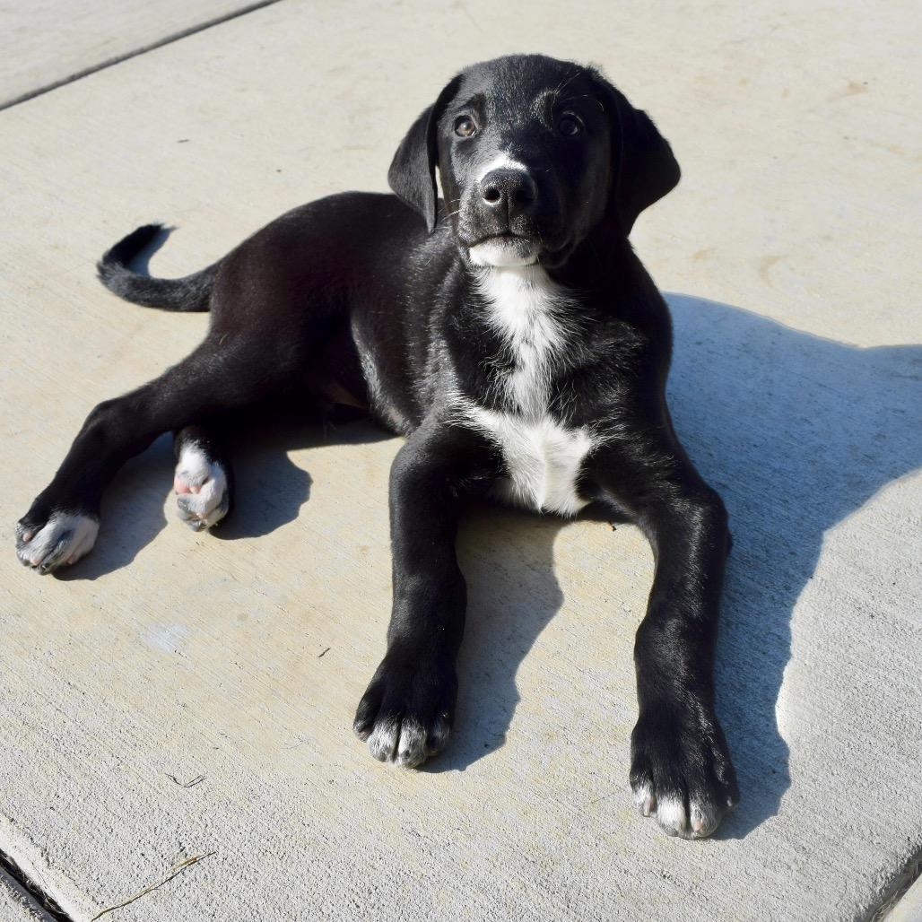 Enlarge Stone, a Adoptable Border Collie in West Richland, WA image 4/5