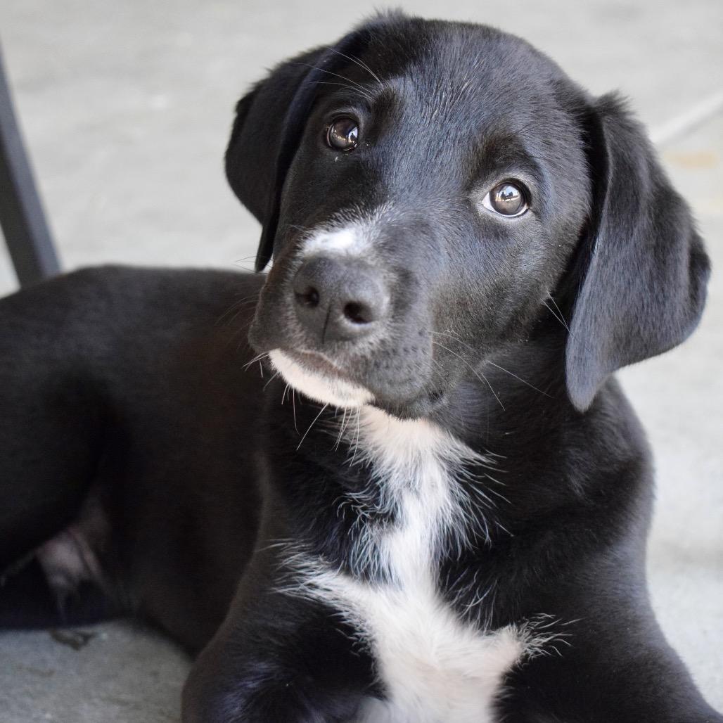 Enlarge Stone, a Adoptable Border Collie in West Richland, WA image 5/5