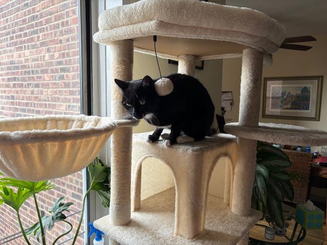 Enlarge Edward aka Eddie The Eagle, a ADOPTABLE Domestic Short Hair in New York, NY image 2/4