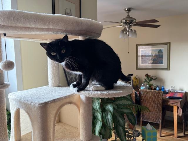 Enlarge Edward aka Eddie The Eagle, a ADOPTABLE Domestic Short Hair in New York, NY image 3/4