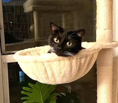 Enlarge Edward aka Eddie The Eagle, a ADOPTABLE Domestic Short Hair in New York, NY image 1/1