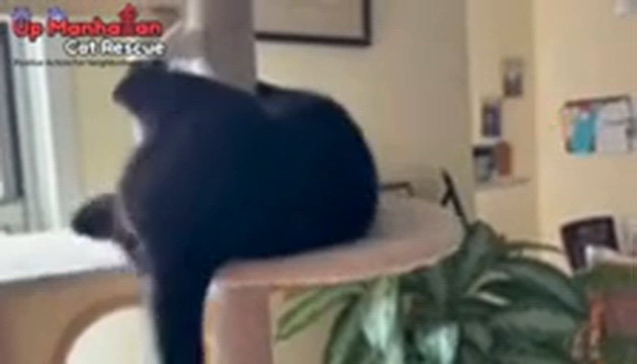 Enlarge Edward aka Eddie The Eagle, a ADOPTABLE Domestic Short Hair in New York, NY video 4/4